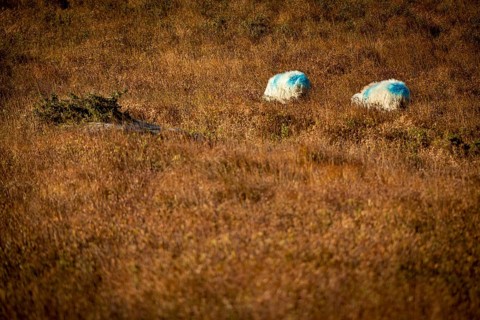 Two domestic sheep