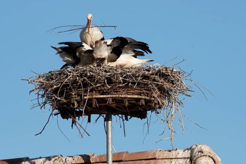 White stork