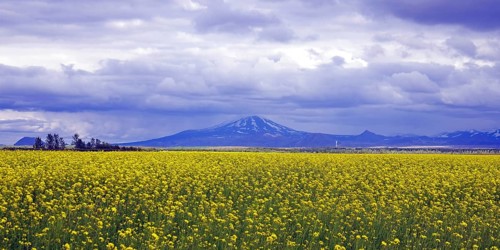 Rape fields and view of Hekla volcano