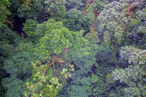 Rainforest in Selvatura Park seen from a suspension bridge