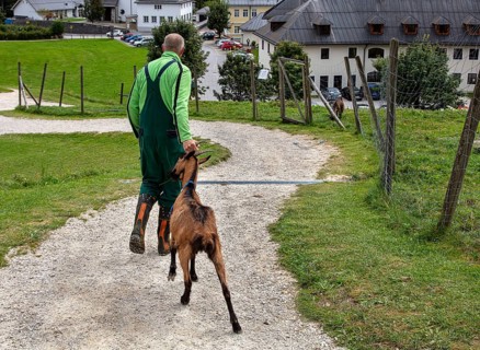 Animal keeper with unruly billy goat