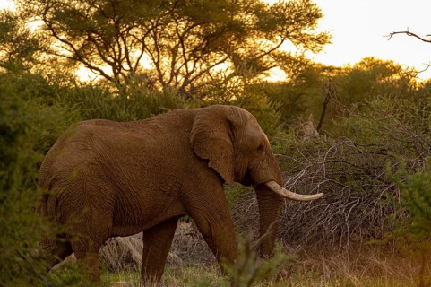 African elephant
