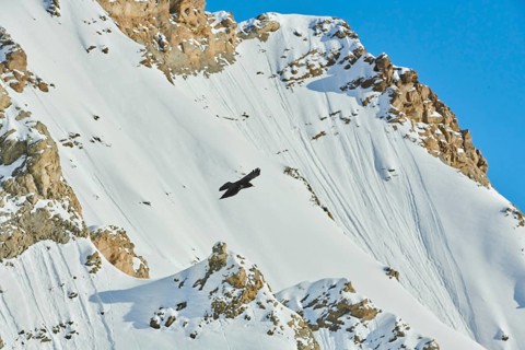 Yellow-billed chough