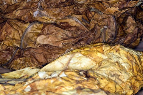 Fermented leaves of Virginia cultivated tobacco