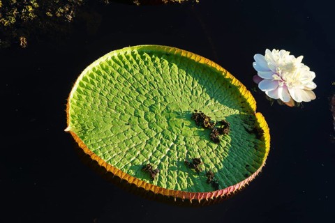 Amazon water lily