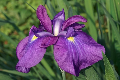 Japanese iris