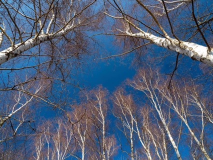 Warty birch