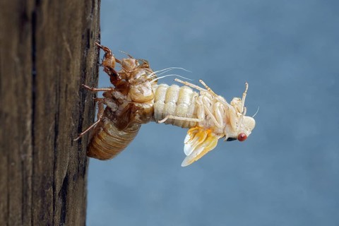 Pharaoh cicada