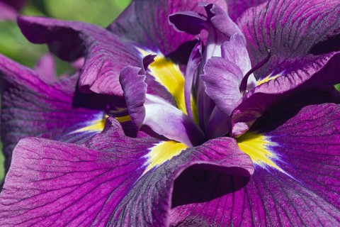 Silverband Iris