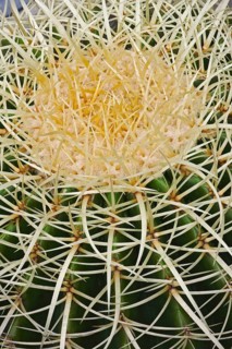 Golden barrel cactus