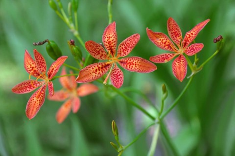 Blackberry lily