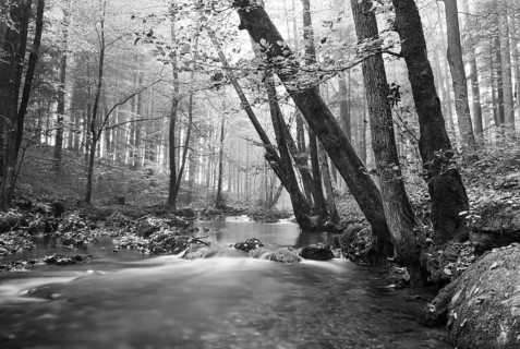 Zellerache flows through autumn forest in morning mist