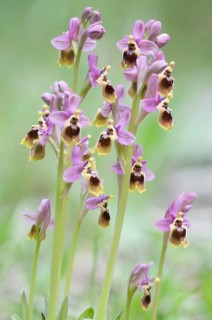 Sawfly orchid