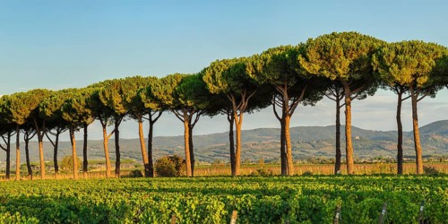 Avenue of maritime pine trees near Bolgheri