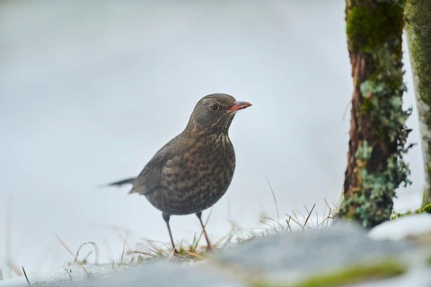 Common blackbird