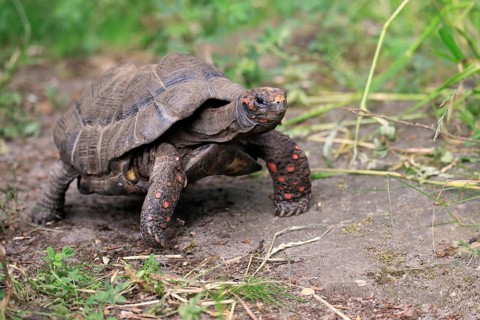 Red-footed tortoise