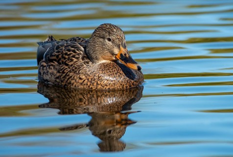Mallard