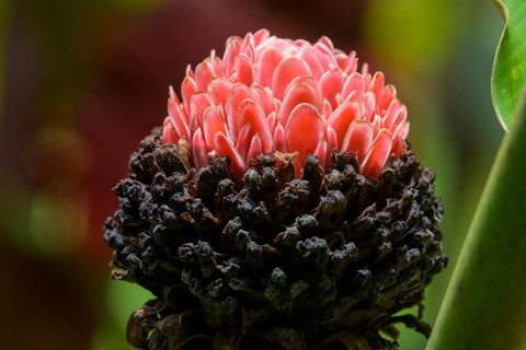 Flower of a ginger plant