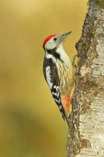 Middle spotted woodpecker