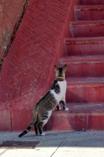 White tabby cat in front of red stone staircase