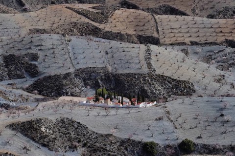 Supervision of cemetery in the valley of an almond plantation in front of flowering