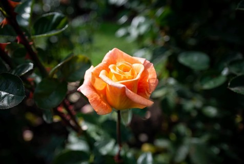 Shrub rose