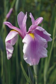 Rose Queen Iris