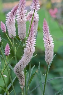 Wheat celosia