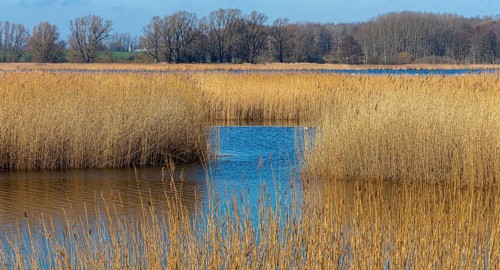 Nature reserve at the Mellnitz Ueselitzer Wiek on Ruegen