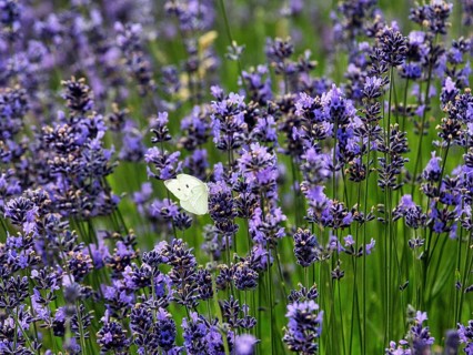 Lavender flower