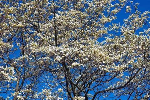 Flowering Dogwood