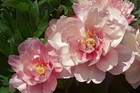 Chinese peony
