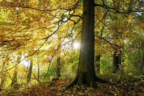 Common beech