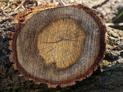 Cross-section of a felled tree at the Elbauen