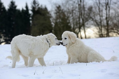 Kuvasz and Podlahanski sitting in the snow sniffing each other