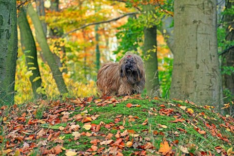 Dog in the forest