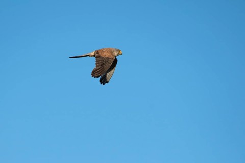Common kestrel