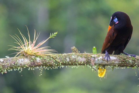 Montezuma oropendola