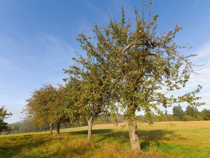 Apple trees in a row