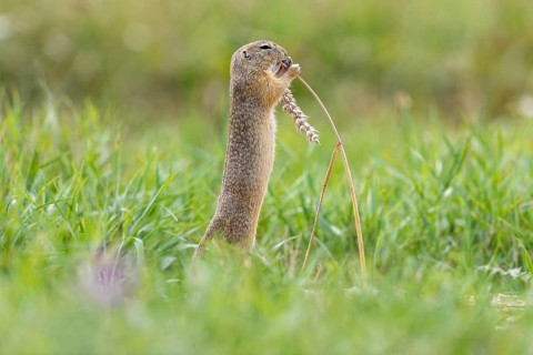 European ground squirrel