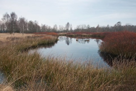 Bog myrtle