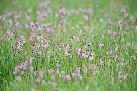 Ragged robins