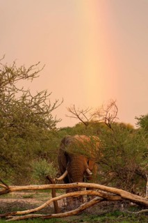 African elephant