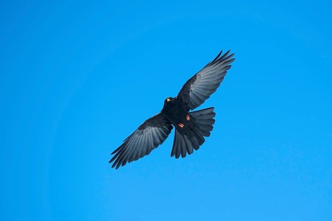 Yellow-billed chough