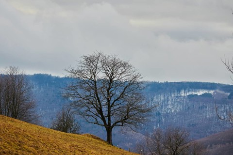 Wild cherry