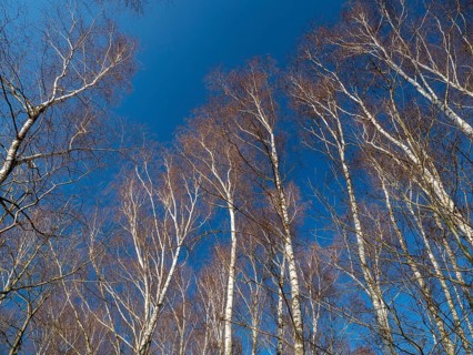 Warty birch
