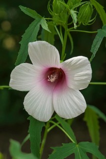 Roselle