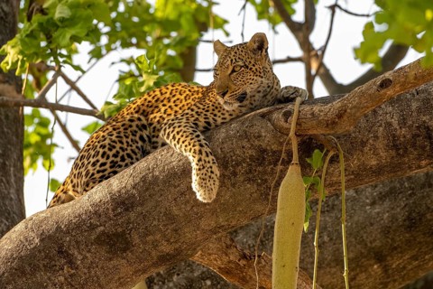 African leopard