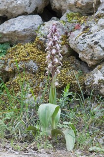 Giant orchid