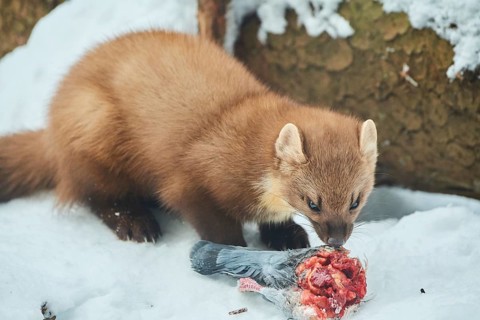 European pine marten